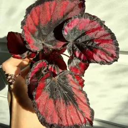 Begonia Rex Red Kiss в горшке 6