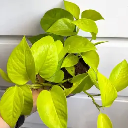 Epipremnum Golden в горшке 12