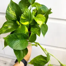 Epipremnum Aureum в горщике 12