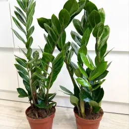 Zamioculcas в горщике 10,5 см