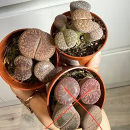 Lithops в горшке 5,5 см
