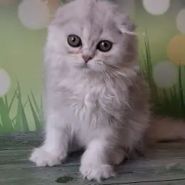 Кошеня Скоттиш фолд чорна срібляста затушована