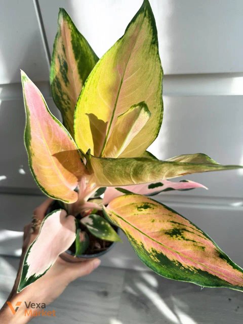 Aglaonema China Pink в горшке 12