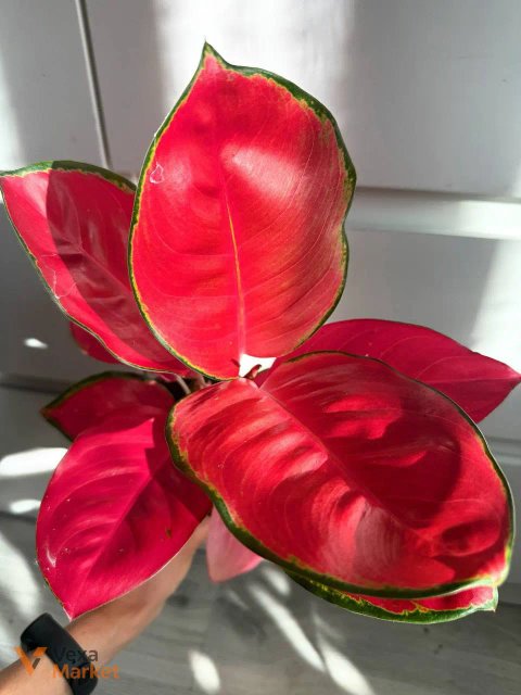 Aglaonema China Red