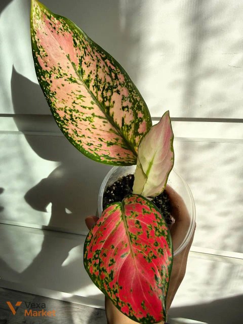 Aglaonema Red Joy - поділка