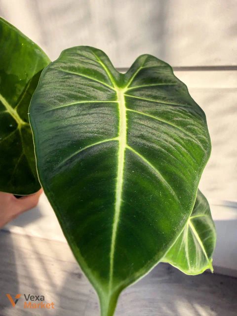 Alocasia Micholitziana Frydek