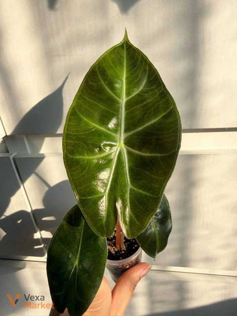 Alocasia Pink Dragon