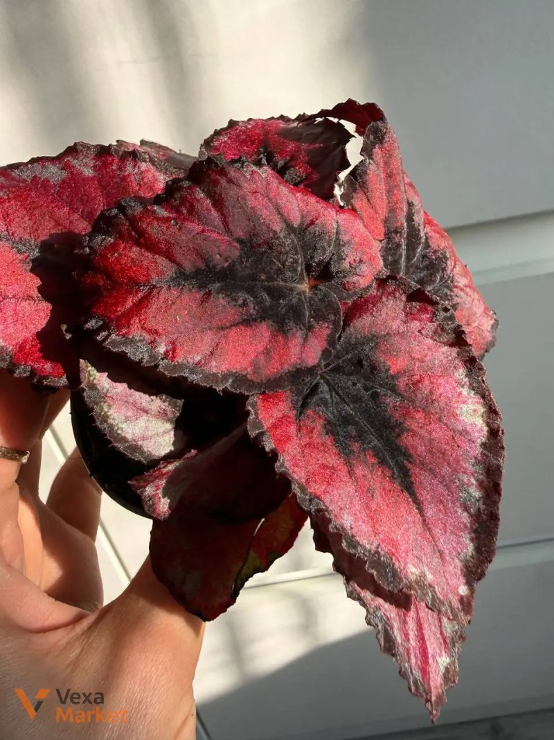 Begonia Red Kiss в горщике 6 — фото 2