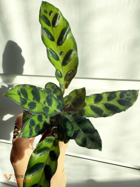 Calathea Lancefolia в горшке 6