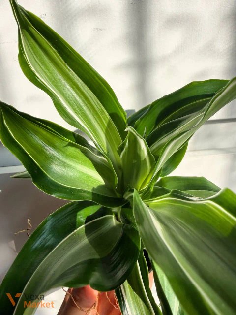 Dracaena Kanzi в горщику Ø 6 см