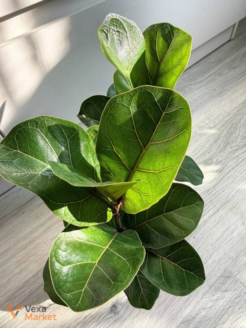 Ficus Lyrata Bambino в горшке 9