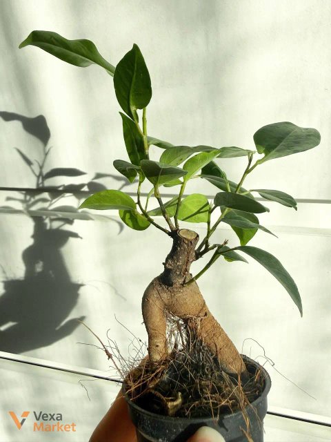 Ficus microcarpa Ginseng