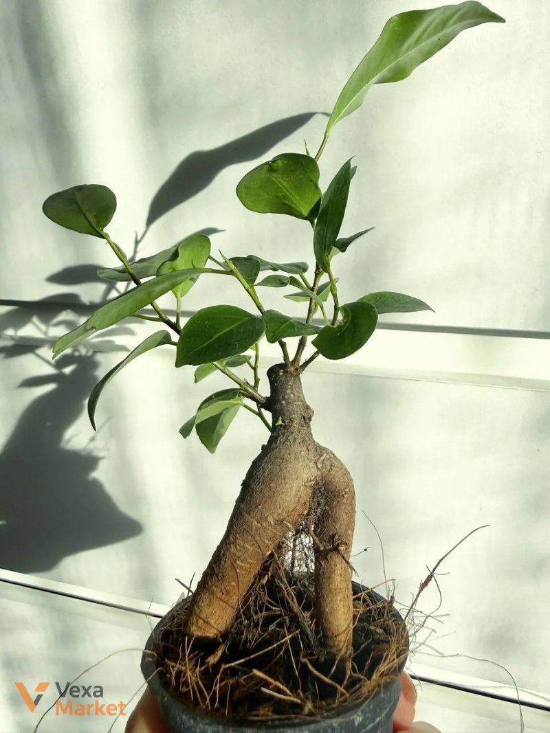 Ficus microcarpa Ginseng — фото 2