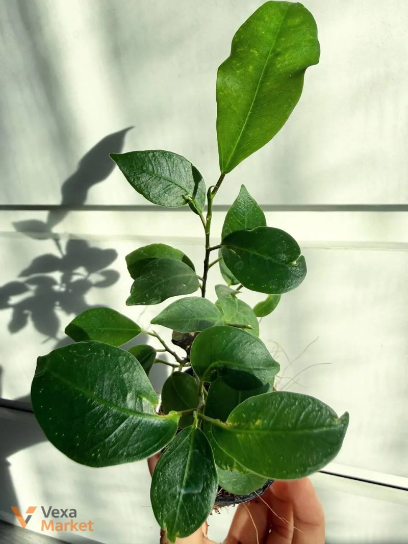 Ficus microcarpa Ginseng — фото 3