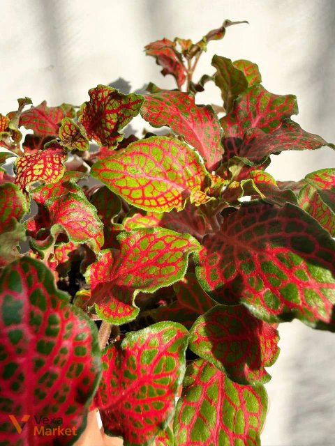 Фіттонія червона (Fittonia Red) в горщику Ø 9 см