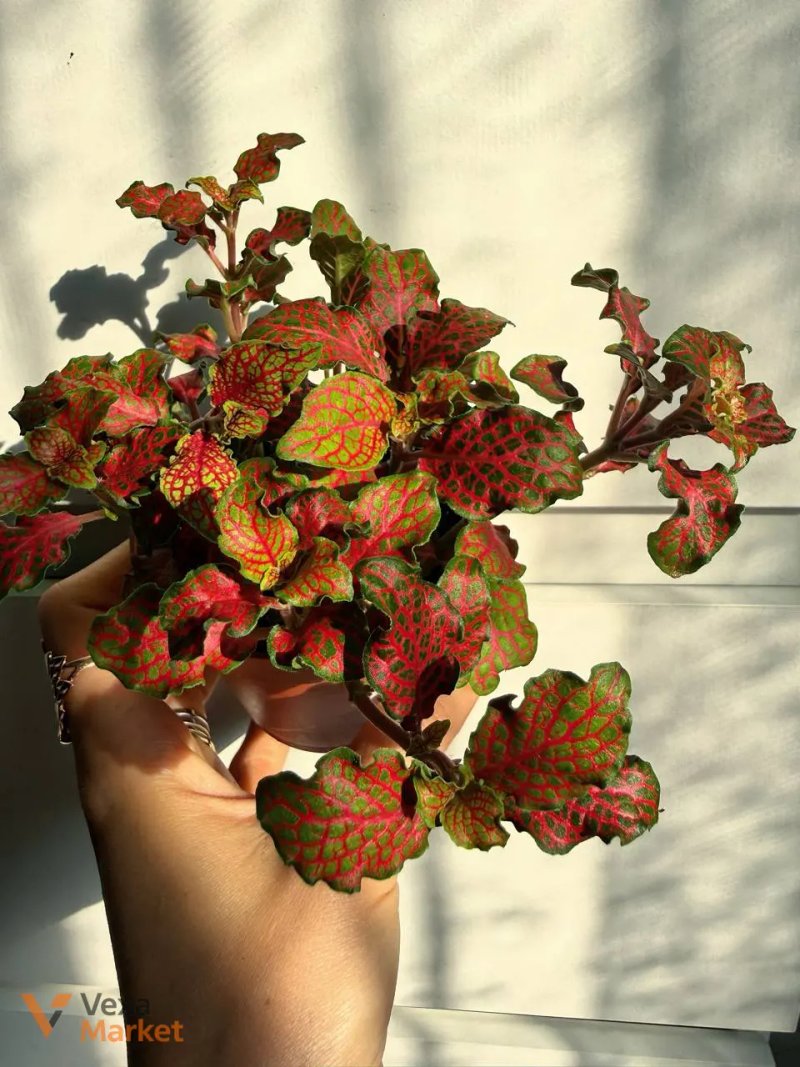 Фіттонія червона (Fittonia Red) в горщику Ø 9 см — фото 2