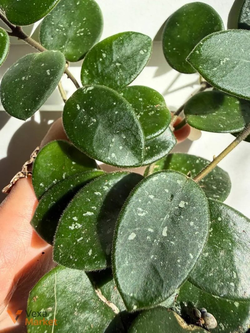 Hoya Matilda Splash — фото 4