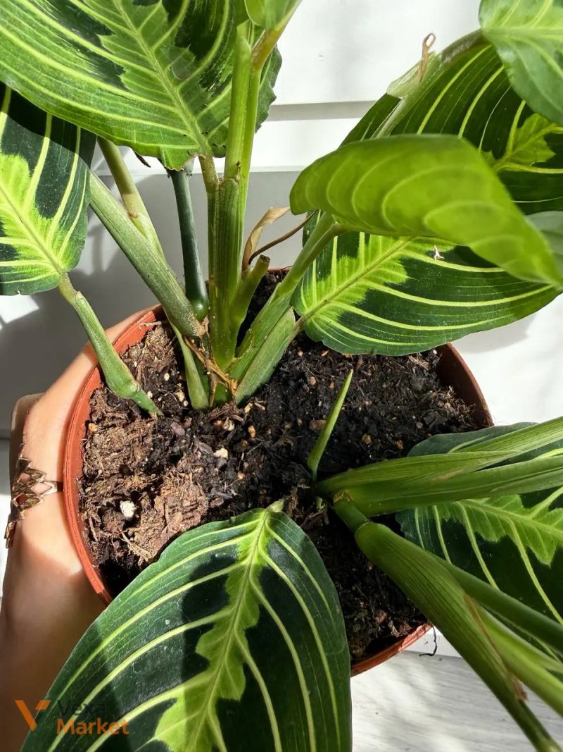 Maranta Lemon Lime в горщику 12 см — фото 3