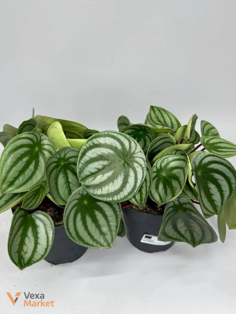 Пеперомія "Кавунчик" (Peperomia argyreia)