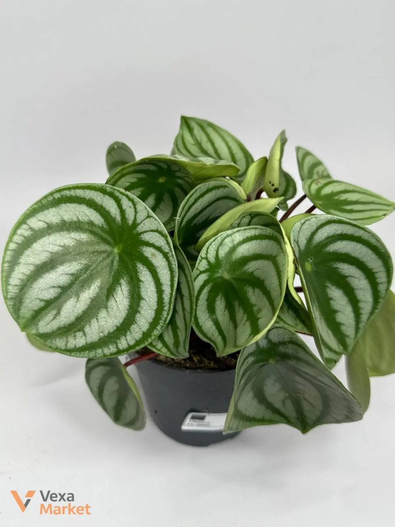 Пеперомія "Кавунчик" (Peperomia argyreia) — фото 3