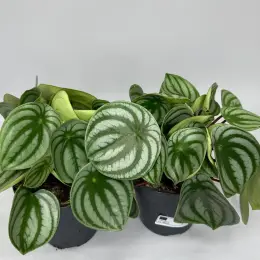 Пеперомія "Кавунчик" (Peperomia argyreia)