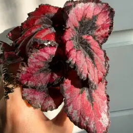 Begonia Red Kiss в горщике 6