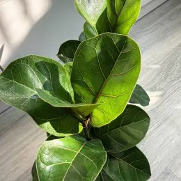 Ficus Lyrata Bambino в горшке 9