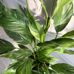 Spathiphyllum Diamond Variegated в горшке 14