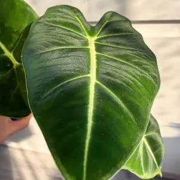 Alocasia Micholitziana Frydek