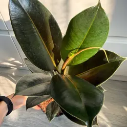 Ficus Melany в горшке 14