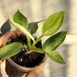 Philodendron Jose Bueno