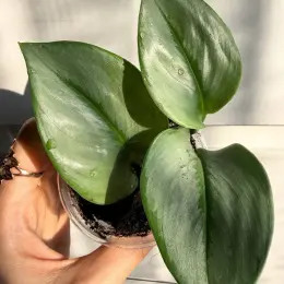 Scindapsus Moonlight