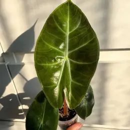 Alocasia Pink Dragon