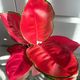 Aglaonema China Red