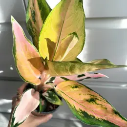 Aglaonema China Pink в горшке 12