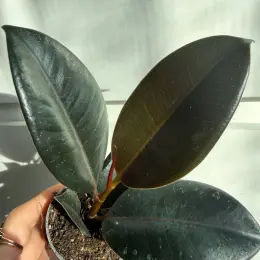 Ficus Abidjan