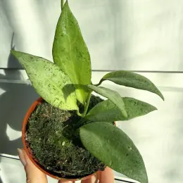 Hoya New Guinea Ghost