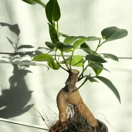 Ficus microcarpa Ginseng