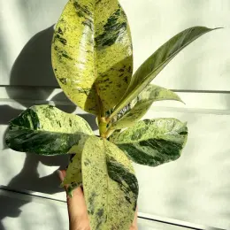 Ficus shivereana в горшке 6