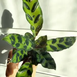 Calathea Lancefolia в горшке 6