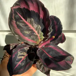 Calathea Princess Jessy