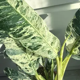 Rhaphidophora puberula Variegated
