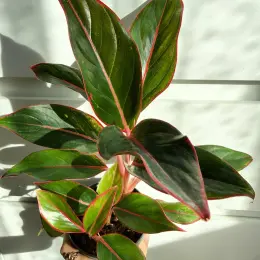 Aglaonema Crete