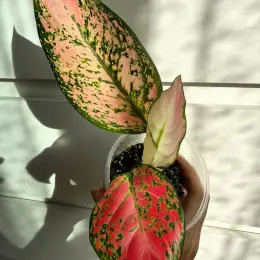 Aglaonema Red Joy - поділка