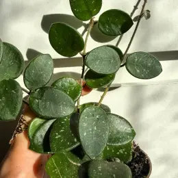 Hoya Matilda Splash