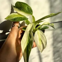 Philodendron Jose Bueno з дітками