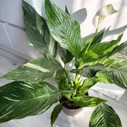 Spathiphyllum Diamond Variegated