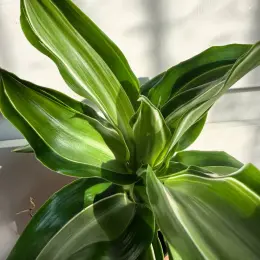 Dracaena Kanzi в горщику Ø 6 см