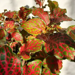 Фіттонія червона (Fittonia Red) в горщику Ø 9 см