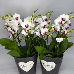 Орхідея Phalaenopsis біла в горщику